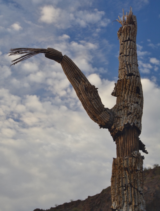 Saguaro skeleton on the Sunset Trail
